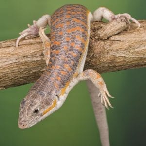 Berber Skink (Eumeces schneideri)
