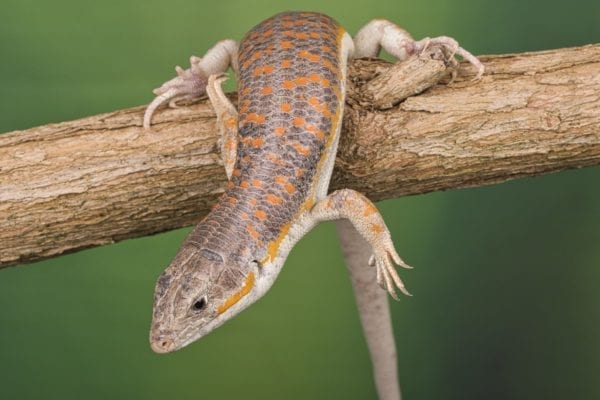Berber Skink (Eumeces schneideri)