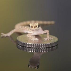 Micro Gecko (Tropiocolotes sp.)