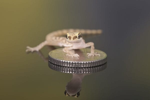 Micro Gecko (Tropiocolotes sp.)