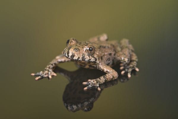 Oriental Fire Bellied Toad (Bombina orientalis)