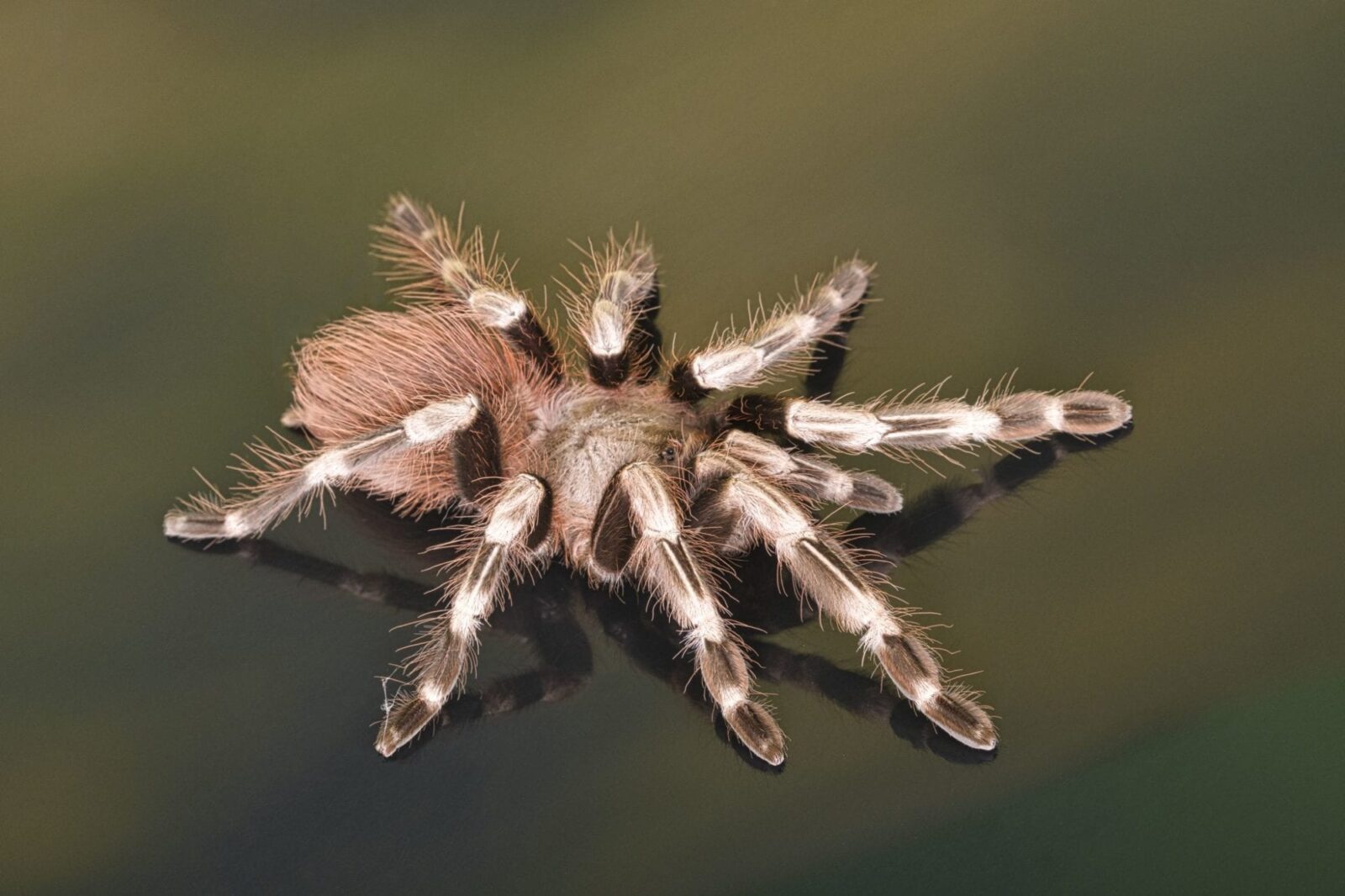 TARANTULAS AS PETS Coast To Coast Exotics
