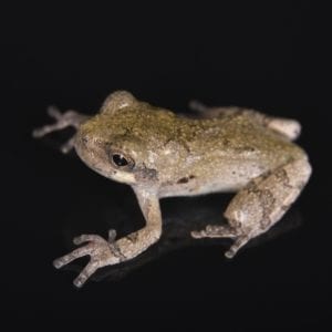 Gray Tree Frog (Dryophytes versicolor)