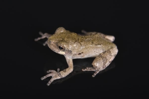 Gray Tree Frog (Dryophytes versicolor)