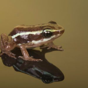 Santa Isabel Dart Frog (Epipedobates anthonyi 'Santa Isabel')