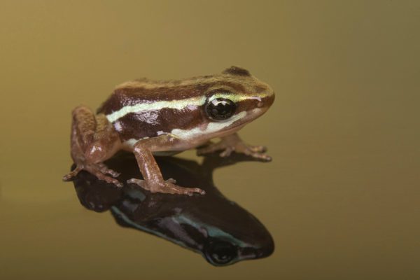 Santa Isabel Dart Frog (Epipedobates anthonyi 'Santa Isabel')