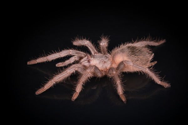 Salmon Pink Tarantula (Lasiodora parahybana)