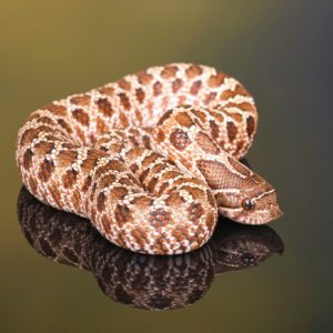Western Hognose Snake (Heterdon nasicus)
