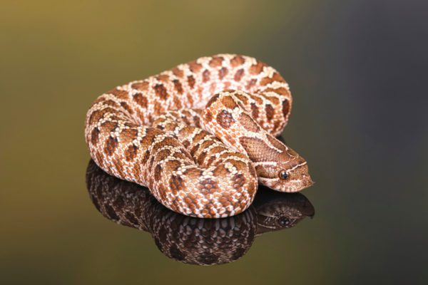 Western Hognose Snake (Heterdon nasicus)