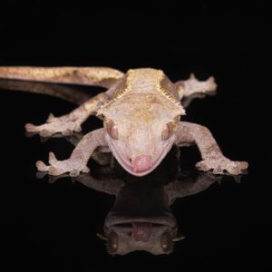 Crested Gecko (Correlophus ciliatus)