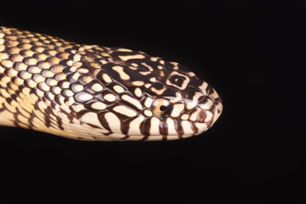 Florida King Snake (Lampropeltis getula floridana)