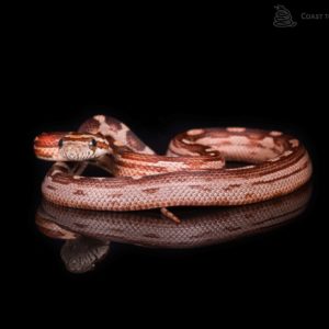 Motley Corn Snake (Pantherophis guttatus)