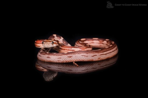 Motley Corn Snake (Pantherophis guttatus)