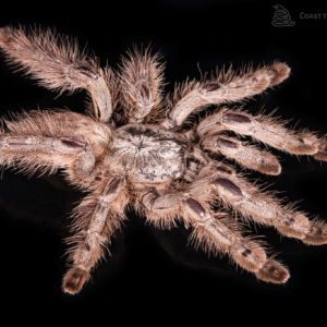 Spiderling Togo Starburst Tarantula (Heteroscodra maculata)