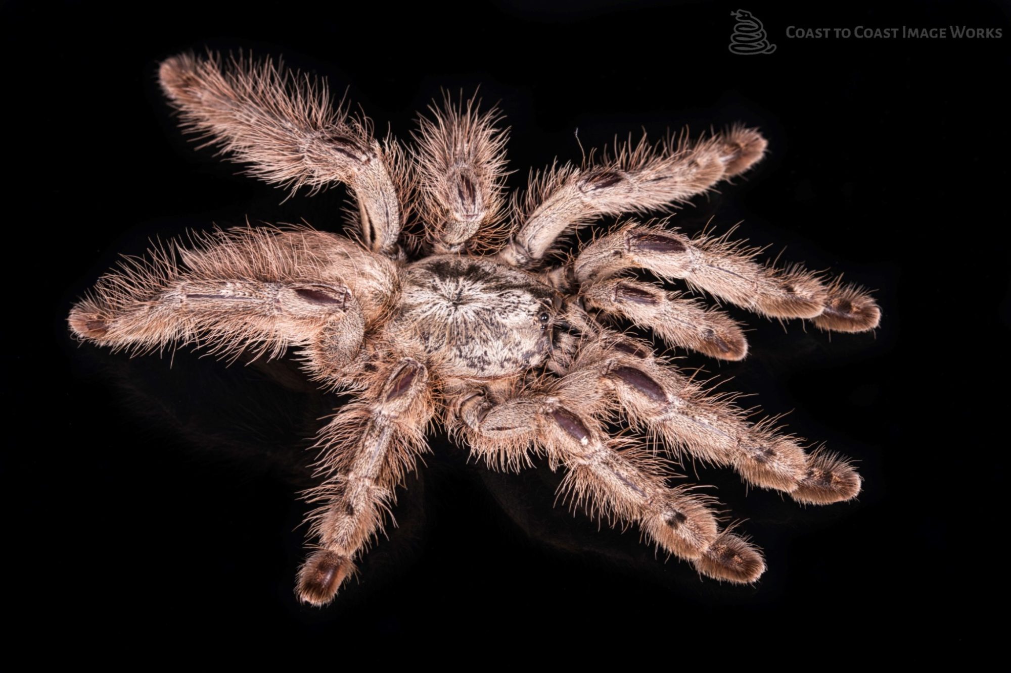 Togo Starburst Tarantula (Heteroscodra maculata) | Coast To Coast Exotics