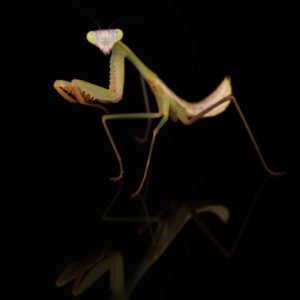 Giant Blue Mantis (Hierodula sp. 'Papuan blue')