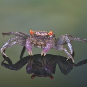 Vampire Crab (Geosesarma sp.)