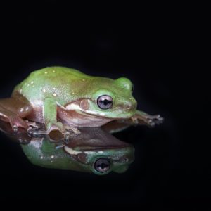 Low Snowflake White's Tree Frog (Ranoidea caerulea)