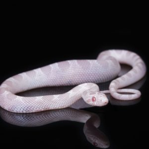 Avalanche Corn Snake (Pantherophis guttatus)