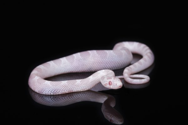 Avalanche Corn Snake (Pantherophis guttatus)