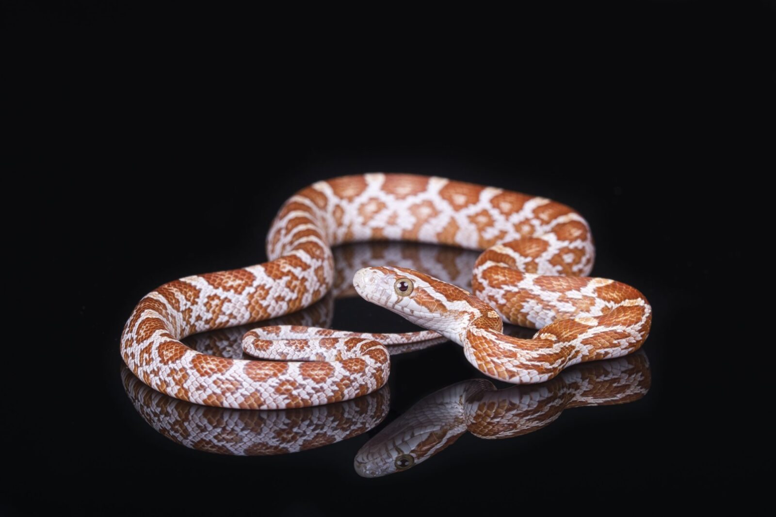 Ultramel Corn Snake (Pantherophis guttatus) | Coast To Coast Exotics