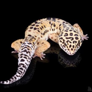 Leopard Gecko (Eublepharis macularius)
