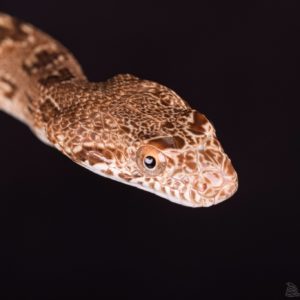 male Diadem Rat Snake (Spalersophis diadema)