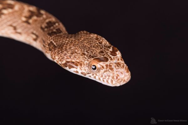 male Diadem Rat Snake (Spalersophis diadema)