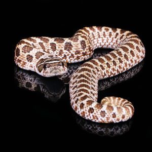 100% DH Toxic Hognose (Heterodon nasicus)