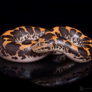 Kenyan Sand Boa (Gonglyophis colubrinus)
