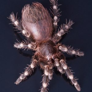 Giant White Knee Tarantula (Acanthoscuria geniculata)