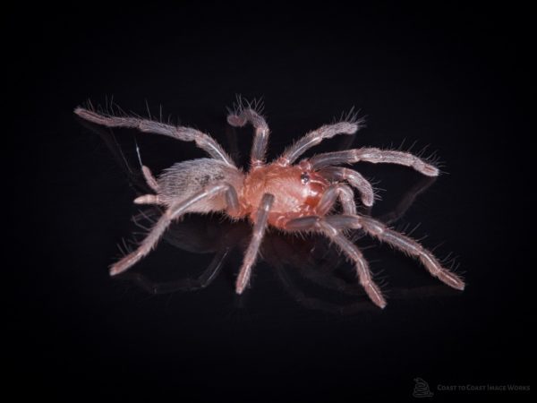 Brazilian Red Head Tarantula (Bumba cabocla)