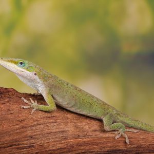 Green Anole (Anolis carolinensis)