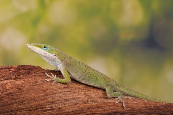 Green Anole (Anolis caroliensis)