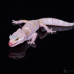 Tremper Albino Leopard Gecko (Eublepharis macularius)