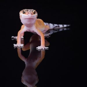 Super Hypo Leopard Gecko (Eublepharis macularius)