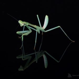 Zebra Mantis (Omomantis zebrata)
