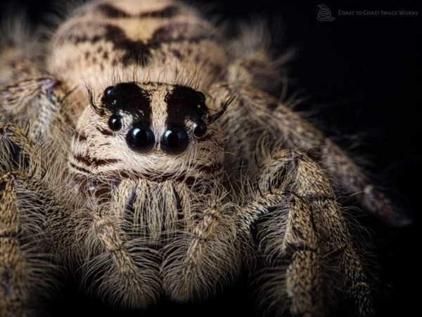 Indonesian Jumping spider (Hyllus diardi)