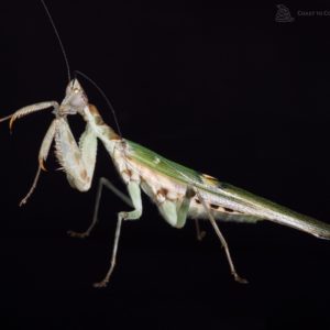 Jewelled Flower Mantis (Creoboter gemmatus)