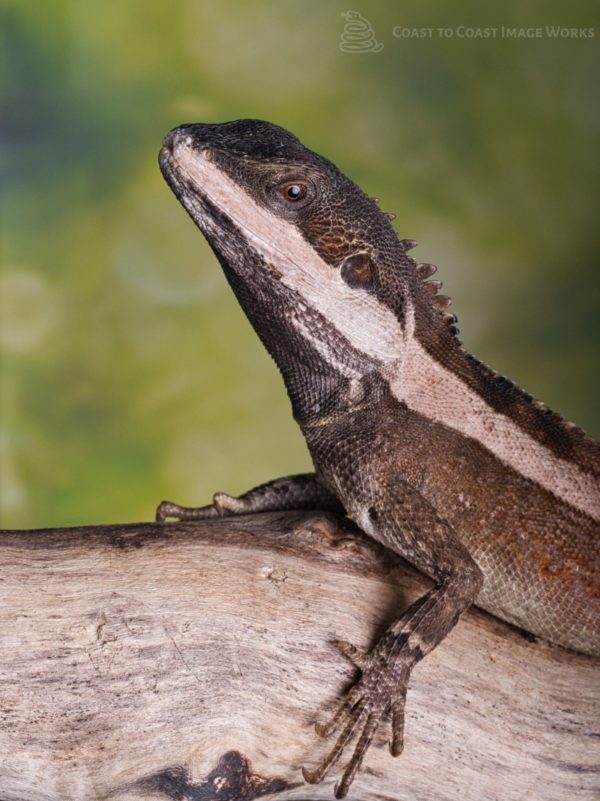 Northern Lined Water Dragon (Tropicagama temporalis)