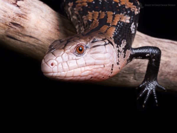 Indonesian Blue Tongue Skink (Tiliqua gigas)