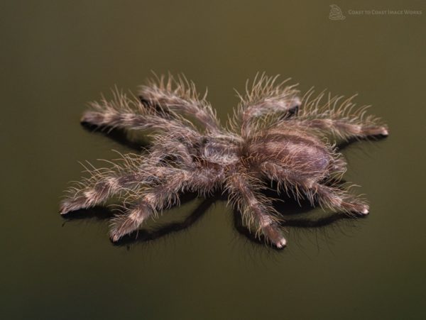 Indian Ornamental Tarantula (Poecilitheris regalis)