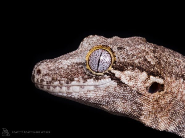 Baby Gargoyle Gecko (Rhacodactylus auriculatus)