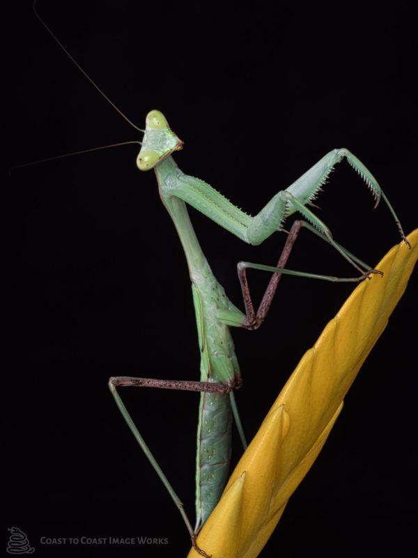 Giant Asian Mantis (Hierodula membranacea)