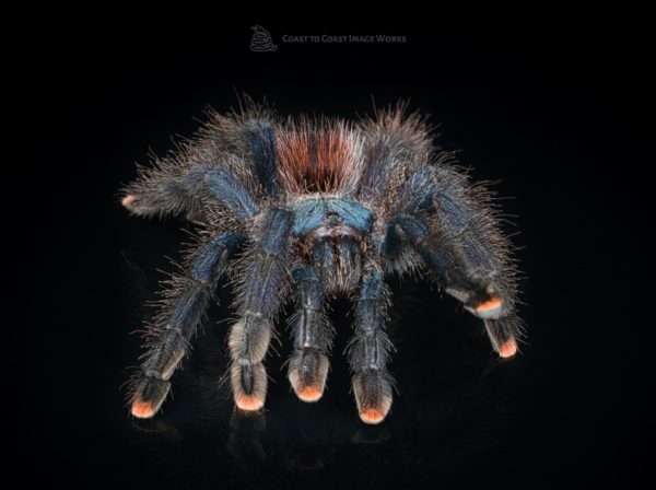 Guyana Pink Toe Tarantula (Avicularia sp. 'Guyana')