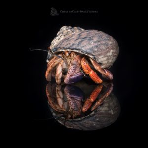 Purple Pincher Hermit Crab (Coenobita clypeatus)