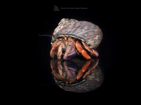 Purple Pincher Hermit Crab (Coenobita clypeatus)