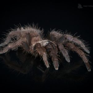 Spiderling Indian Violet Tarantula (Chilobrachys fimbriatus)