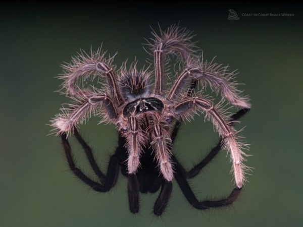 Goliath Pink Foot Bird Eating Tarantula (Theraphosa apophysis)