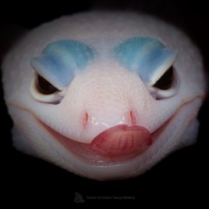 Blizzard Leopard Gecko (Eublepharis macularius)